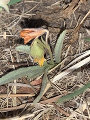 Hermannia lancifolia