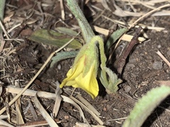 Hermannia lancifolia