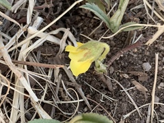 Hermannia lancifolia