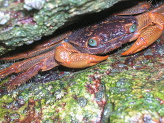 Geograpsus lividus