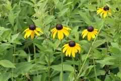Rudbeckia hirta pulcherrima