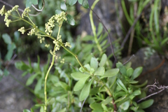 Crassula cultrata