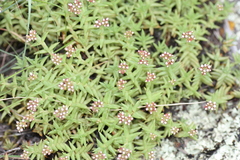 Crassula dependens