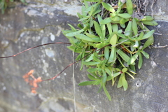 Crassula cultrata