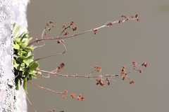 Crassula cultrata