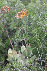 Cotyledon velutina
