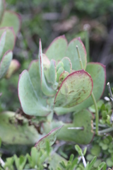 Cotyledon velutina