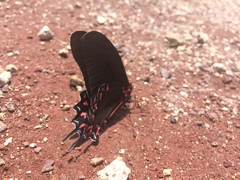 Mimoides thymbraeus aconophos