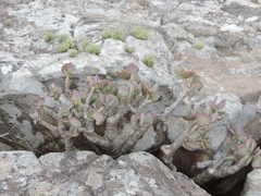 Crassula arborescens