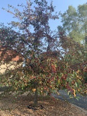 Cotoneaster glaucophyllus