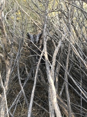 Psiloscops flammeolus