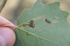 Aulagromyza tremulae