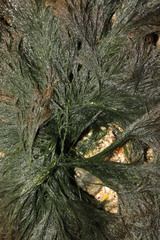 Cladophora rupestris