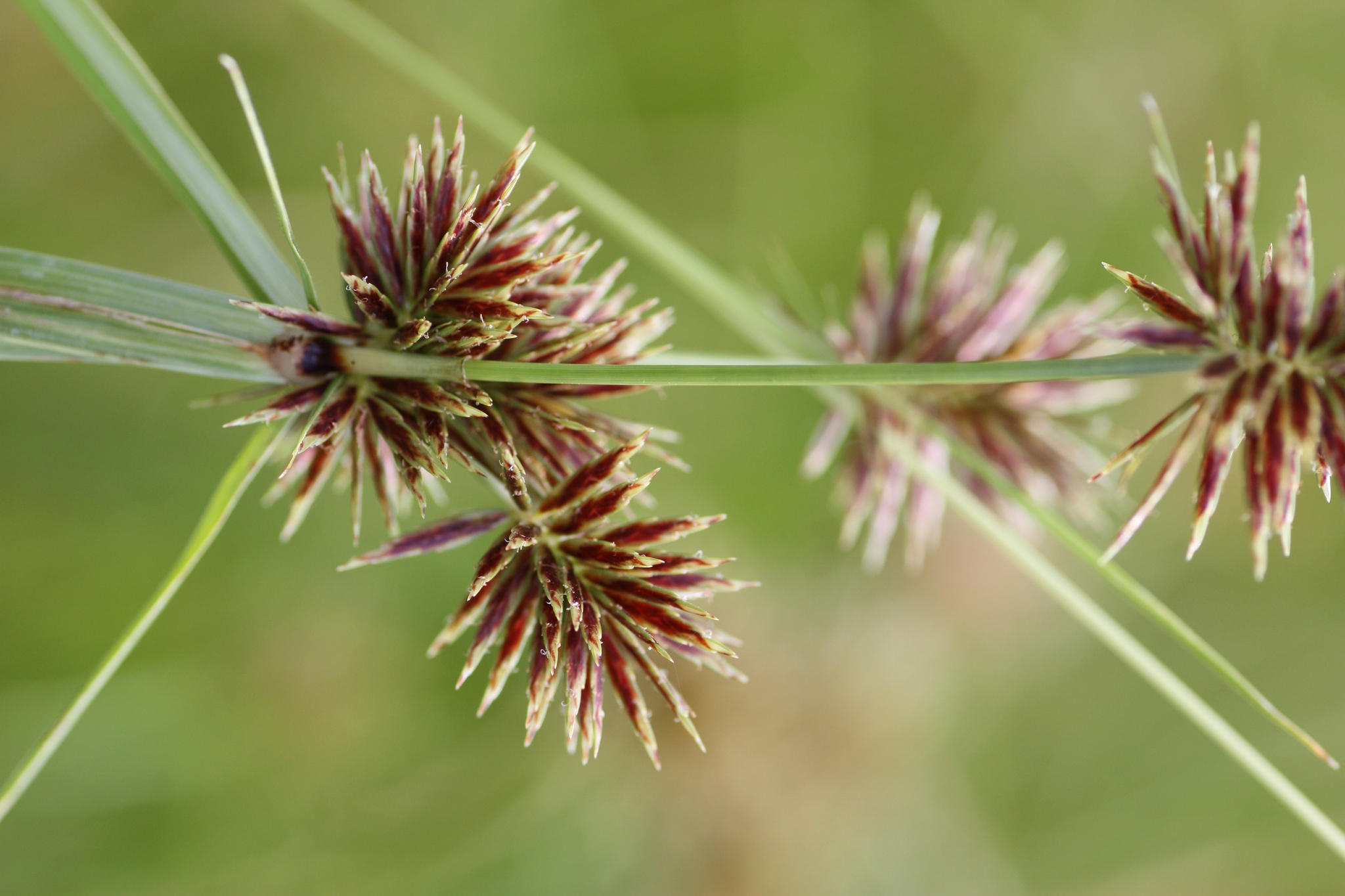 Cyperus congestus