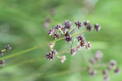 Juncus oxycarpus