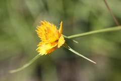 Cyperus sphaerocephalus