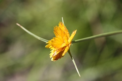 Cyperus sphaerocephalus
