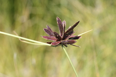 Cyperus nitidus