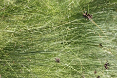 Cyperus nitidus