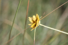 Cyperus sphaerocephalus