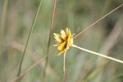 Cyperus sphaerocephalus