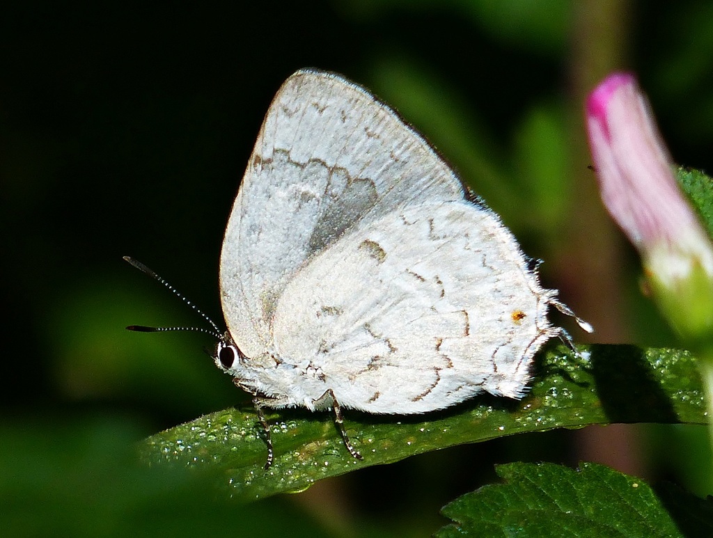 Ostrinotes sophocles