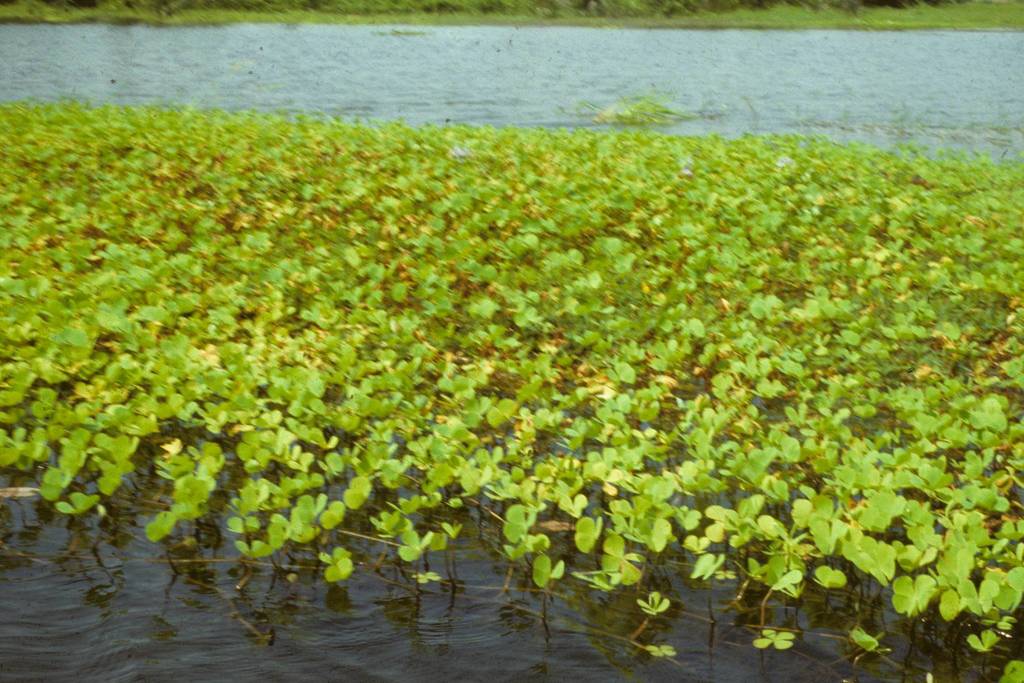 Marsilea polycarpa