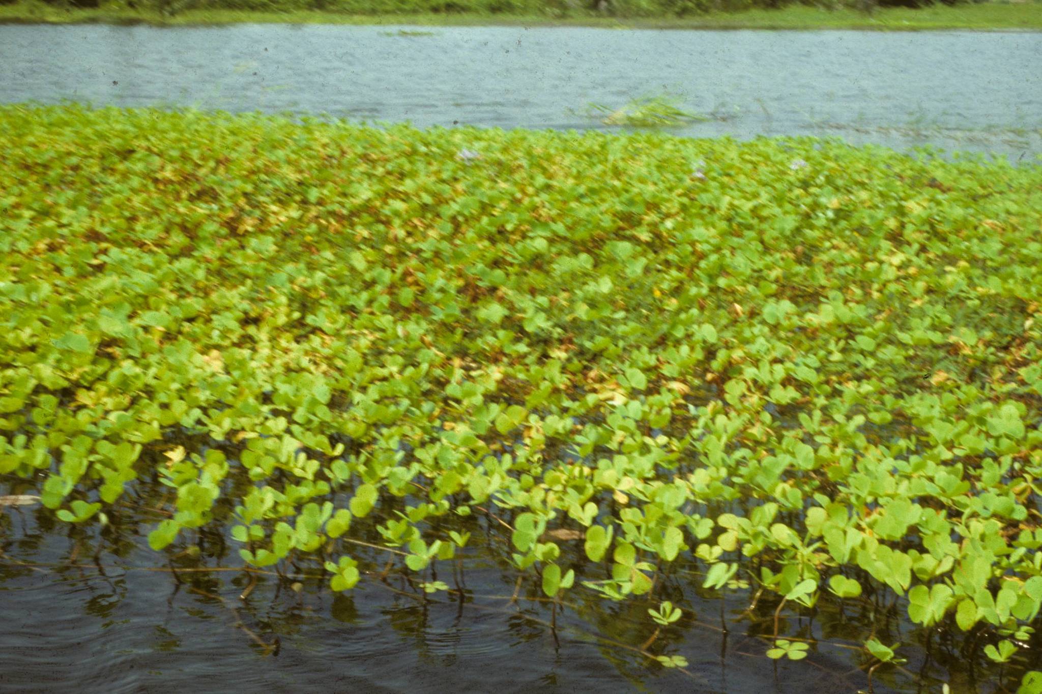 Marsilea polycarpa