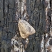 photo of American Copper Underwing (Amphipyra pyramidoides)