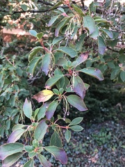 Enkianthus