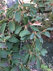 Enkianthus