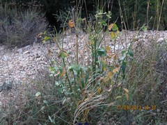Euphorbia serrata