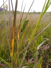 Orchelimum gladiator