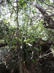 Dracaena aletriformis