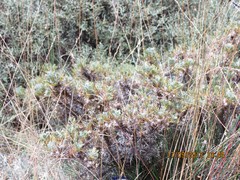 Astragalus granatensis