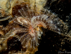 Spirobranchus triqueter