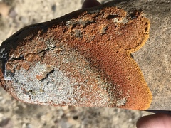 Xanthomendoza trachyphylla