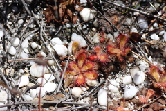 Drosera cuneifolia