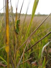 Orchelimum gladiator