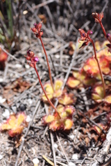 Drosera cuneifolia