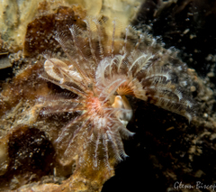 Spirobranchus triqueter