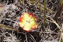 Drosera xerophila