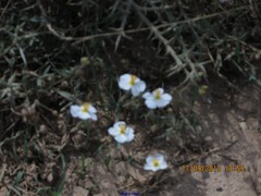 Helianthemum asperum