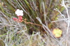 Drosera xerophila