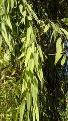 Eucalyptus sideroxylon