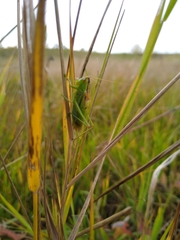 Orchelimum gladiator