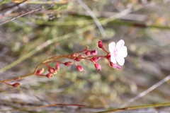 Drosera xerophila