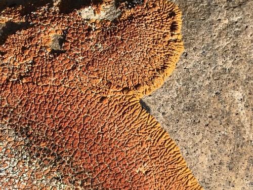 Desert Firedot Lichen