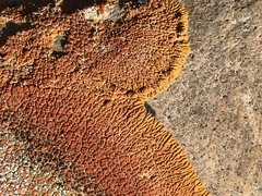 Xanthomendoza trachyphylla