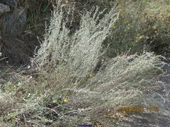 Artemisia alba